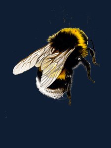 The Bee on Midnight Blue by Mike Davis