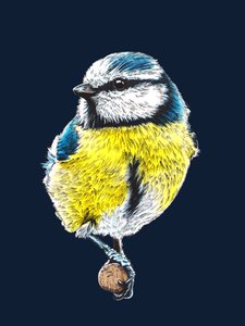 The Blue Tit on Midnight Blue