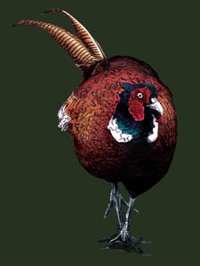 The Common Pheasant on Forest Green