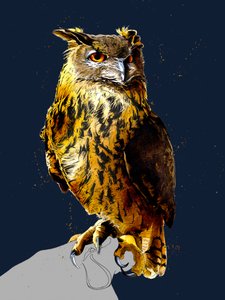 The Eagle Owl on Midnight Blue