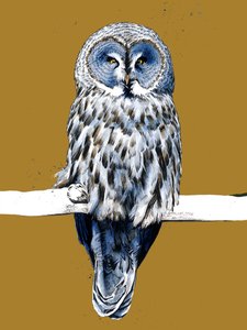 The Great Grey Owl
