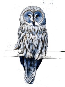 The Great Grey Owl on White