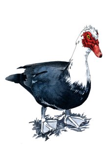 The Muscovy Duck on White