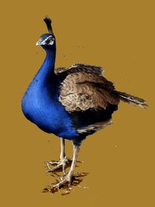 The Peacock on Golden Yellow