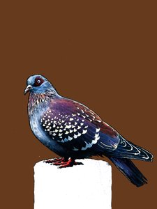 The Pigeon