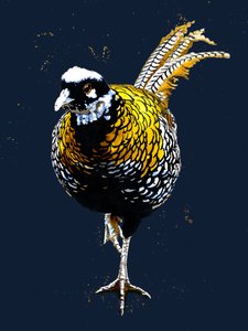 The Reeves Pheasant