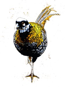 The Reeves Pheasant