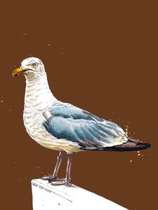 The Seagull on Burnt Orange, 2020