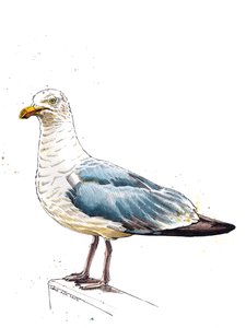 The Seagull on White, 2020