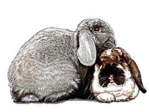 Thinking of Bunnies on White by Mike Davis