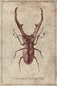 Antique Beetle Illustration by Mike Koubou
