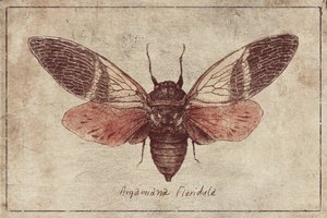 Curious Cicada Charm by Mike Koubou