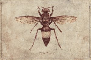 Illustration of a Vespa Tropica by Mike Koubou