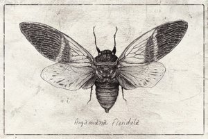Insect Illustration by Mike Koubou