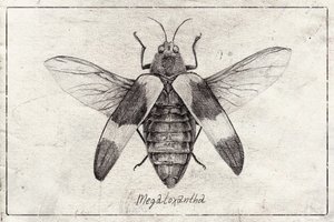 Intricate Insect Sketch by Mike Koubou