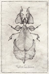 Phyllium Siccifolium by Mike Koubou