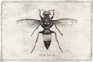 Wasp Sketch Study by Mike Koubou
