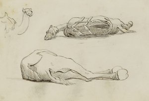 Camel Studies by Miner Kilbourne Kellogg
