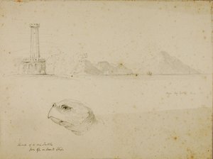 Head of Sea Turtle by Miner Kilbourne Kellogg