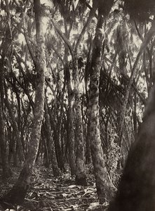 Building an Empire in the Fascist age: a grove of Dum palms
