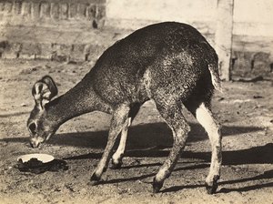 Building an Empire in the Fascist age: an antelope