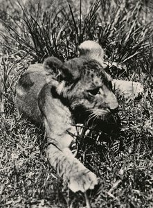 Building an Empire in the Fascist age: an example of a young lion by Modestino Baldinetti