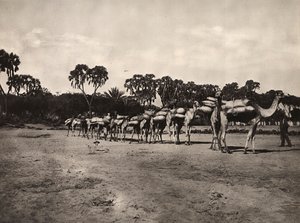 Building an Empire in the Fascist age: caravan of camels by Modestino Baldinetti