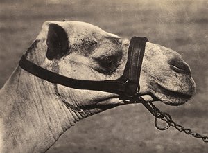 Building an Empire in the Fascist age: head of a bisciari camel