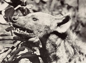 Building an Empire in the Fascist age: Head of hyena, 09/05/1936 by Modestino Baldinetti