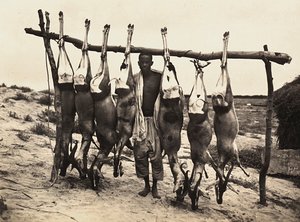 Building an Empire in the Fascist age: some captured deer