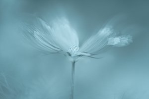 Dreamy Blue Flower