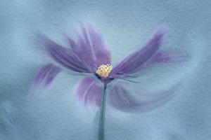 Ethereal Purple Bloom by Molly Fu APA
