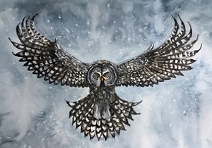 Great Gray Owl Flight by Monica Lindblom