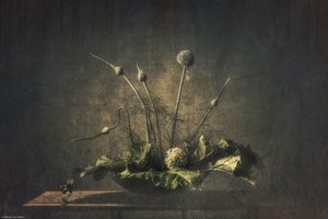 Dark Botanical Still Life
