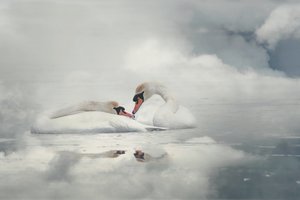 Serene Swan Couple by Monique van Velzen