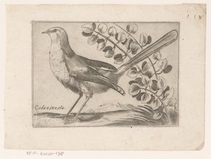 Bird by Monogrammist AG