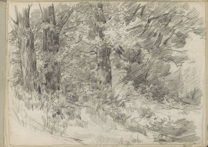 Forest View
