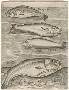 Study Sheet with Four Fish (Piscium vivae icones) by Monogrammist P+P