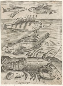 Study sheet with four fish and a lobster, Piscium vivae icones (series title)