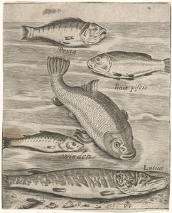 Study Sheet with Five Fish by Monogrammist P+P