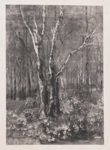 Woods in the Park near Monza