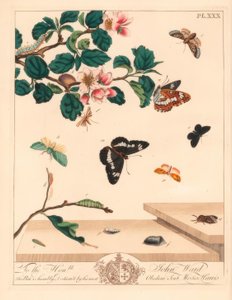 Figure of Eight Moth, Diloba Caeruleocephala, White Admiral, Limenitis Arthemis, Chimney Sweeper, Odezia Atrata, Red Arches Moth, Callimorpha Miniata, Brown Plumed Moth, Pterophorus Pterodactylus, Scarce Silver-lines, Bena Bicolorana, and Snout Moth, Hypen by Moses Harris