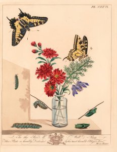 Swallowtail Butterfly, Papilio machaon. Handcoloured Lithograph after an Illustration by Moses Harris