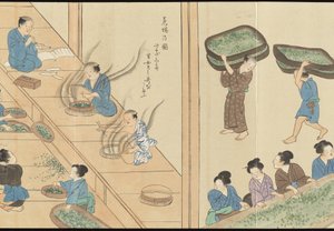 Illustrations of Uji Tea Production