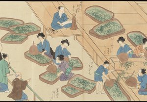 Illustrations of Uji Tea Production by Motonari Sait?