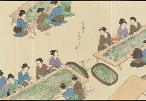 Illustrations of Uji Tea Production