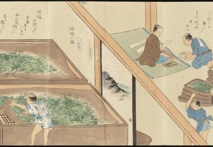 Illustrations of Uji Tea Production