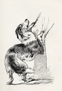 Half bred Shepherd Dog caressing his master, from Charles Darwin