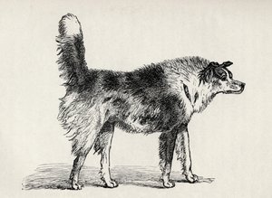 Half-Bred Shepherd Dog with Hostile Intentions, from Charles Darwin