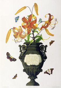Tiger Lily, from 